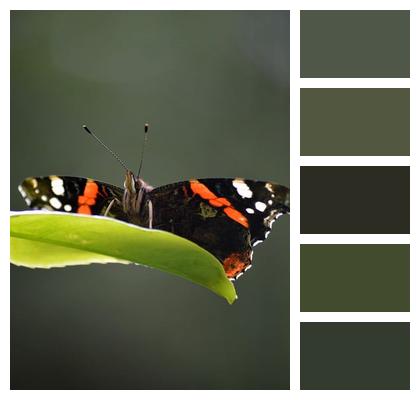 Edelfalter Insect Butterfly Image