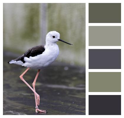 Stilt Bird Animal Image