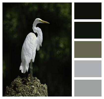 Animal Bird Egret Image