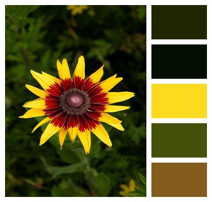 Wallpaper Rudbeckia Hirta Flowers Phone Wallpaper Image
