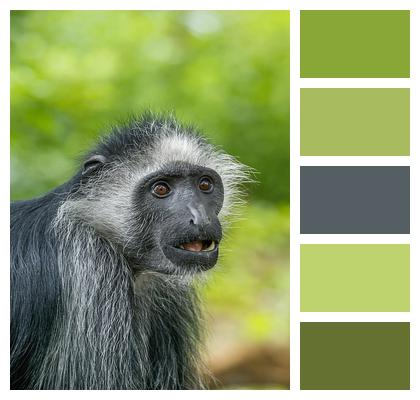 Nature Wildlife Monkey Primate Animal Image