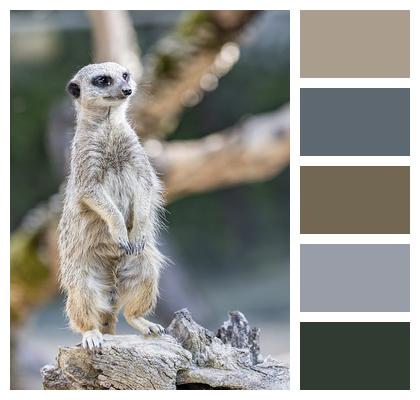 Animal Meerkat Suricate Image