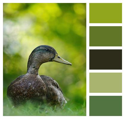 Bird Mallard Duck Image