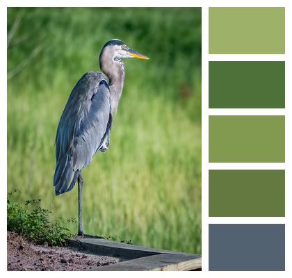 Heron Wildlife Bird Image