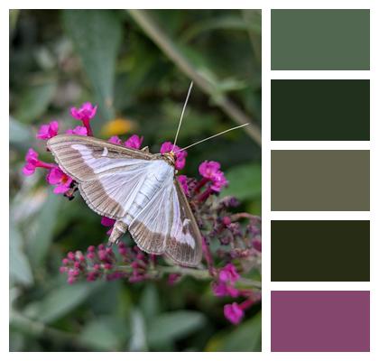 Flowers Pollination Butterfly Image