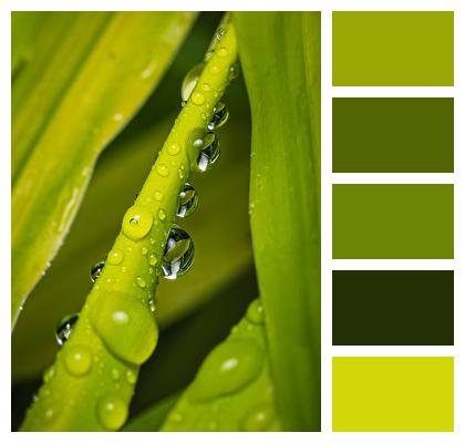 Grass Leaves Droplets Image