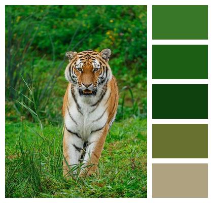 Animal Nature Tiger Image