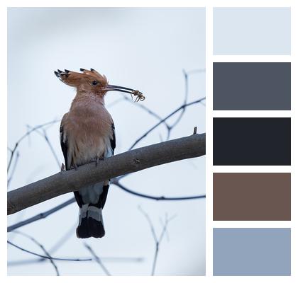 Beak Feathers Bird Image