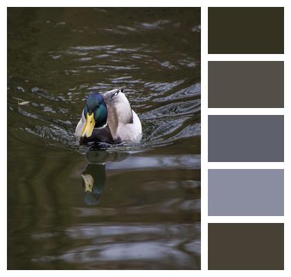 Bird Mallard Duck Image