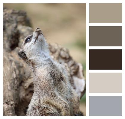 Animal Nature Meerkat Image