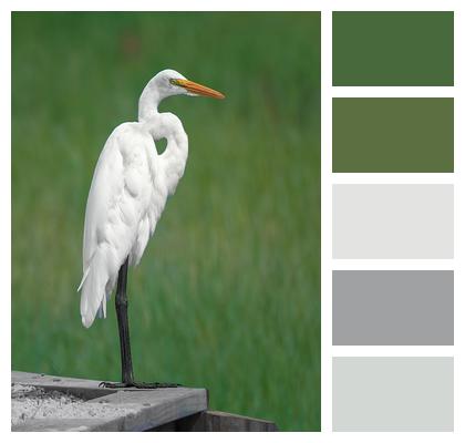 Egret Bird Ornithology Image