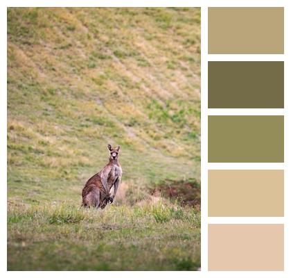 Australia Mammal Kangaroo Image