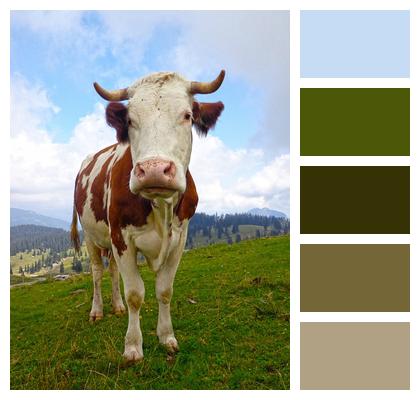 Slovenia Cow Nature Image