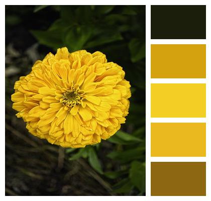 Zinnia Yellow Flower Image