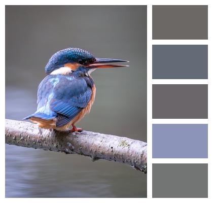 Kingfisher Animal Bird Image