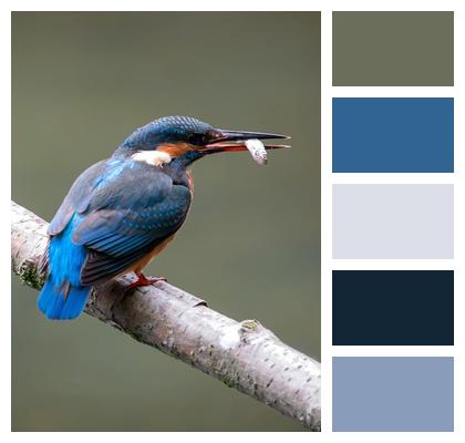 Kingfisher Bird Animal Image