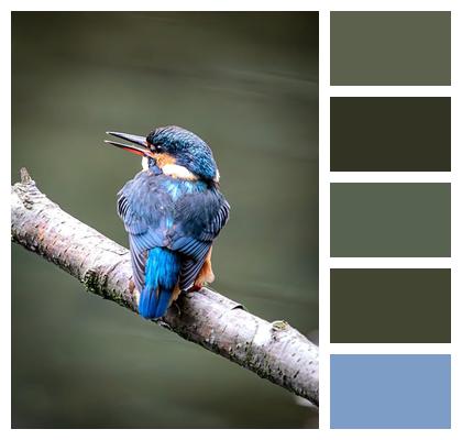 Kingfisher Animal Bird Image