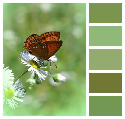 Insect Wings Butterfly Image