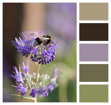 Flowers Bumblebee Pollination Image