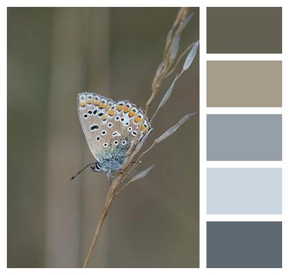 Blue Butterfly Insect Image