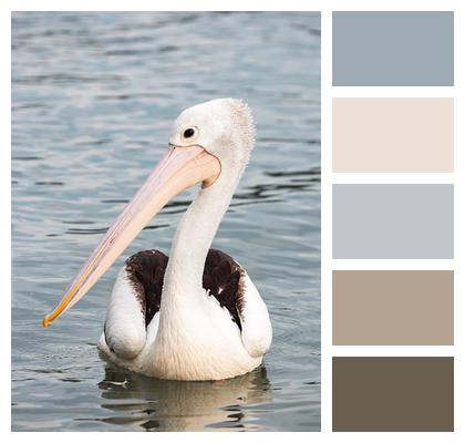 Australia Lake Pelican Image