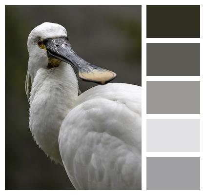 Bird Animal Spoonbill Image