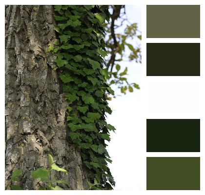 Ivy Bark Tree Image
