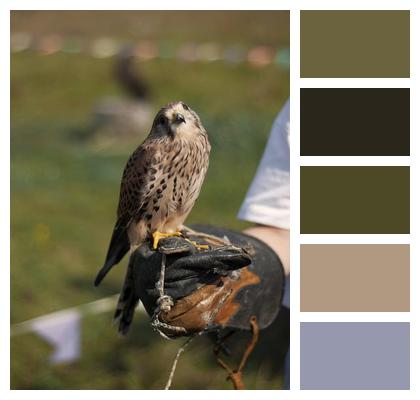 Kestrel Bird Animal Image