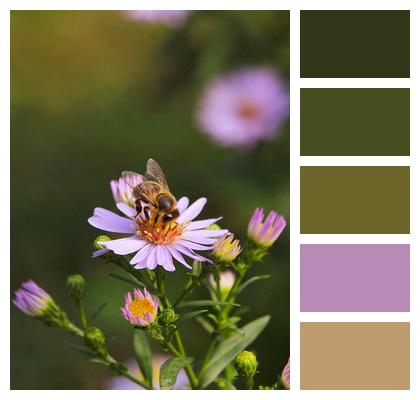 Aster Insect Bee Image