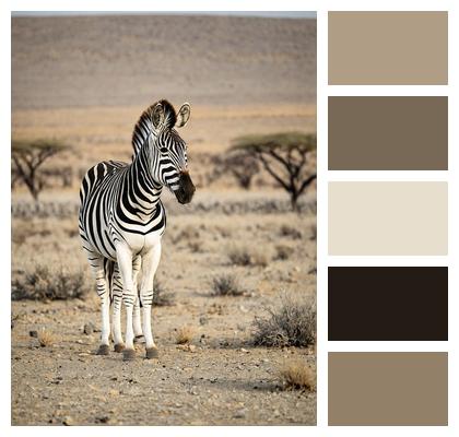 Wildlife Zebra Animal Image