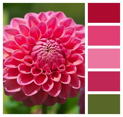 Plant Dahlia Flower Image