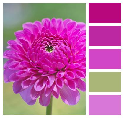 Dahlia Flower Pink Image