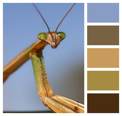 Insect Bug Mantis Image