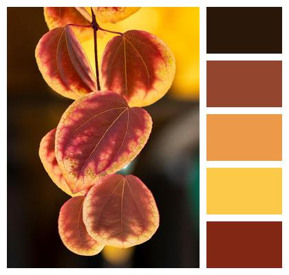 Katsura Tree Close Up Fall Autumn Image