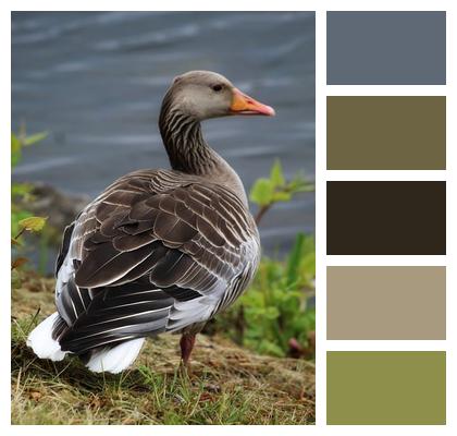 Bird Animal Goose Image