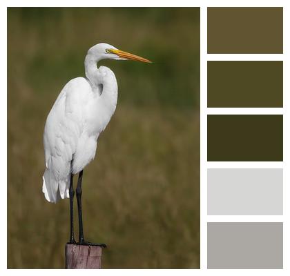 Egret Bird Animal Image