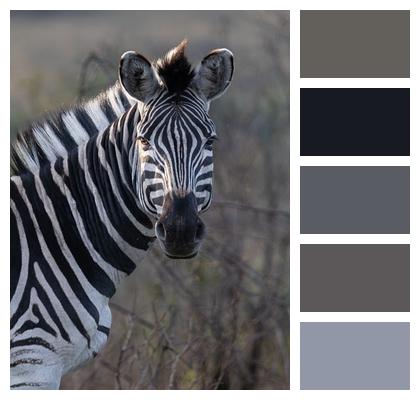 Animal Zebra Equine Image