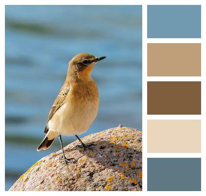 Bird Ornithology Wheatear Image