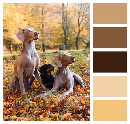 Dogs Weimaraners Dachshund Image