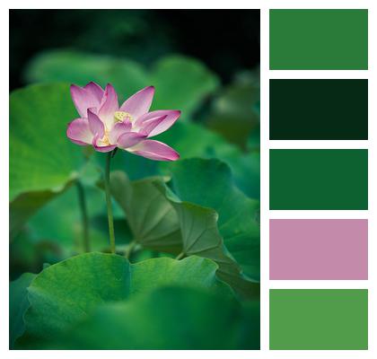Flowers Pond Aquatic Plant Natural Image