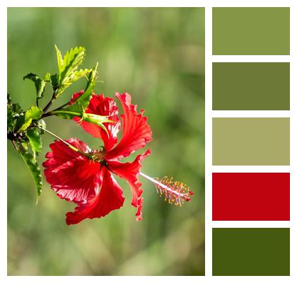 Flower Hibiscus Plant Image