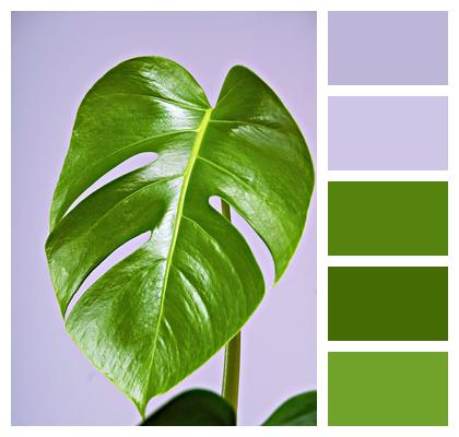 Monstera Plant Houseplant Image