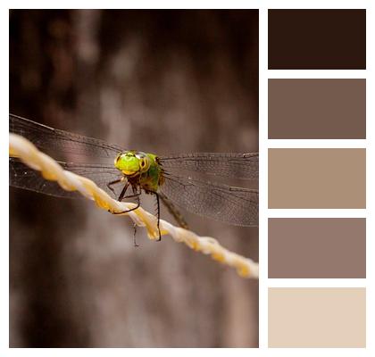 Insect Wings Dragonfly Image