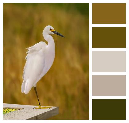 Egret Bird Animal Image