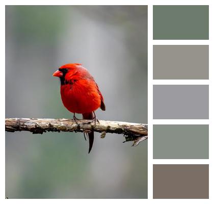 Bird Cardinal Wildlife Image