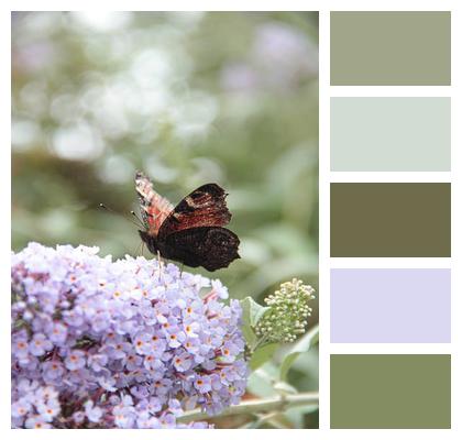 Flowers Butterfly Pollination Image