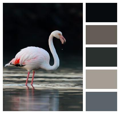 Flamingo Animal Bird Image