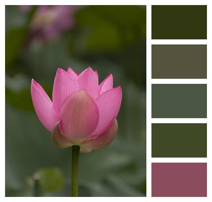 Pink Flower Lotus Image