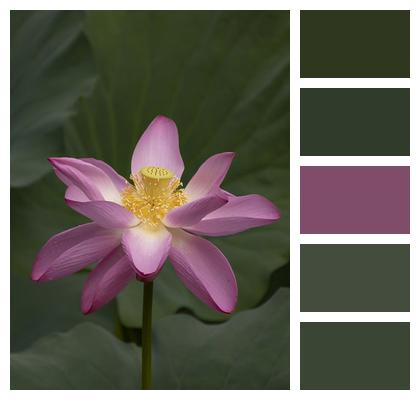 Pink Lotus Flower Image