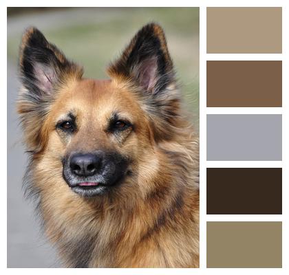 Brown Hybrid Dog Image
